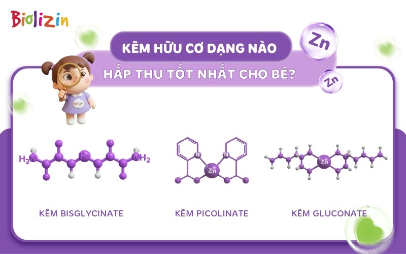 kẽm hữu cơ và vô cơ infographic