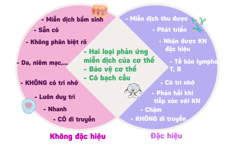 Miễn dịch không đặc hiệu là gì? Giải thích đầy đủ 2