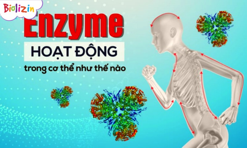 Enzyme tăng đề kháng cho bé là gì? Mẹ đã biết chưa 2