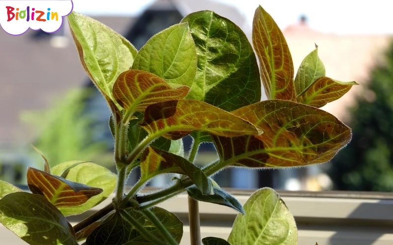 Uống nước lá mơ trị tiêu chảy 1