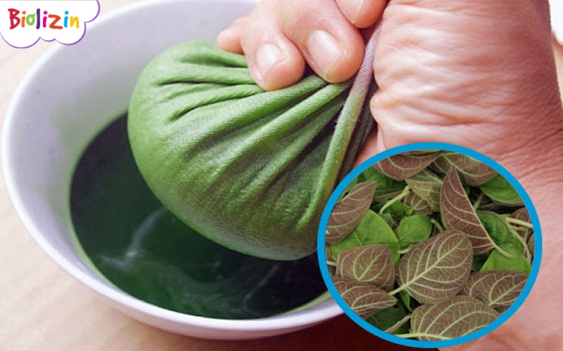 Uống nước lá mơ trị tiêu chảy 2