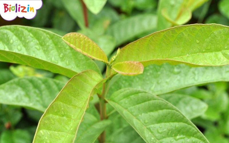 trẻ tiêu chảy uống lá ổi 22