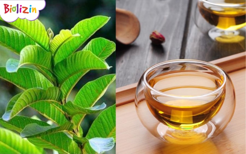 trẻ tiêu chảy uống lá ổi 33