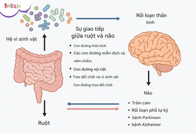 gut brain axis liên quan trẻ biếng ăn 111