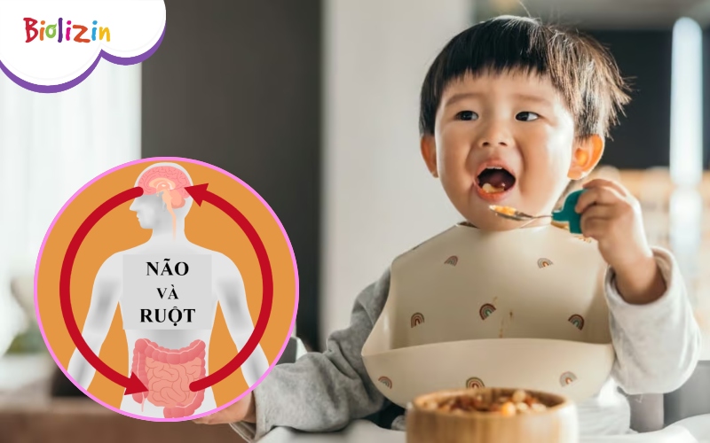 gut brain axis liên quan trẻ biếng ăn 2