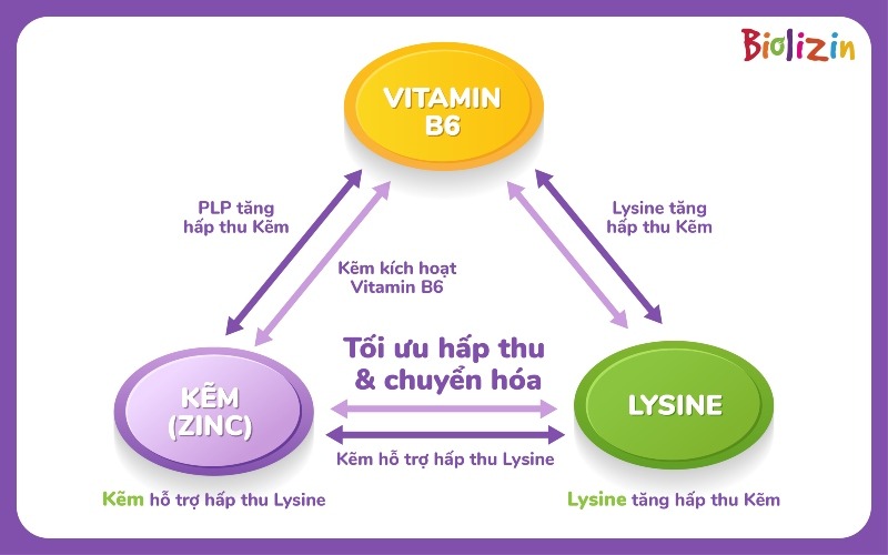 Kẽm bislgycinate B6 Lysine 2