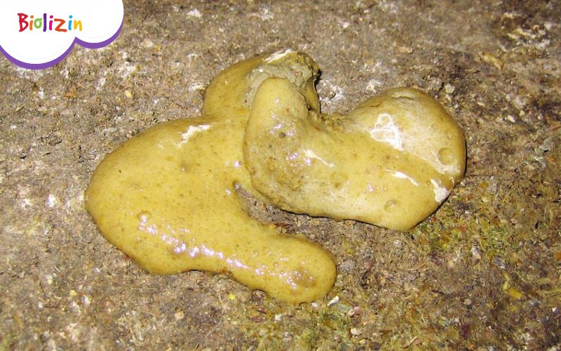 Hình ảnh đi ngoài phân sống ở trẻ 4